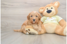 Best Mini Goldendoodle Baby