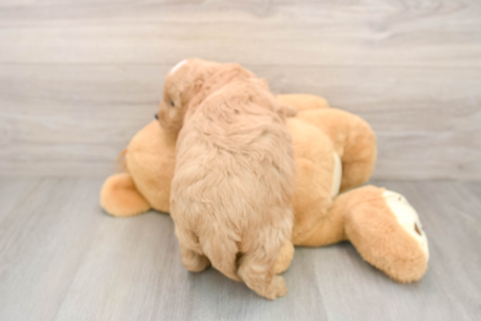 Mini Goldendoodle Puppy for Adoption