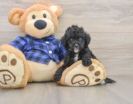 8 week old Mini Goldendoodle Puppy For Sale - Windy City Pups