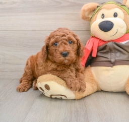 6 week old Mini Goldendoodle Puppy For Sale - Windy City Pups