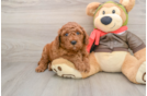 Best Mini Goldendoodle Baby