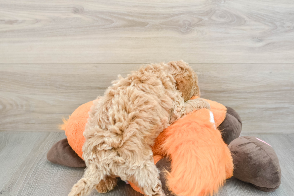 Fluffy Mini Goldendoodle Poodle Mix Pup