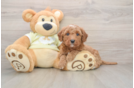 Best Mini Goldendoodle Baby