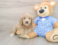 7 week old Mini Goldendoodle Puppy For Sale - Windy City Pups
