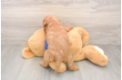 Happy Mini Goldendoodle Baby