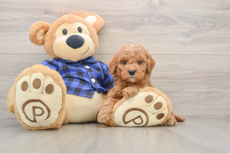 Mini Goldendoodle Puppy for Adoption
