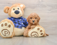 6 week old Mini Goldendoodle Puppy For Sale - Windy City Pups