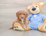 7 week old Mini Goldendoodle Puppy For Sale - Windy City Pups
