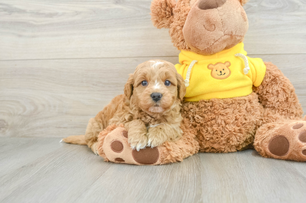 8 week old Mini Goldendoodle Puppy For Sale - Windy City Pups