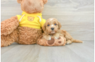 Best Mini Goldendoodle Baby