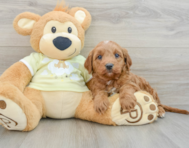 7 week old Mini Goldendoodle Puppy For Sale - Windy City Pups