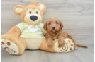 Best Mini Goldendoodle Baby