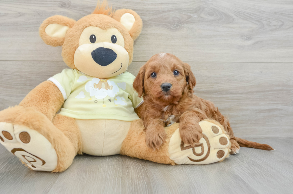 7 week old Mini Goldendoodle Puppy For Sale - Windy City Pups