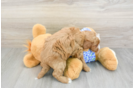 Sweet Mini Goldendoodle Baby