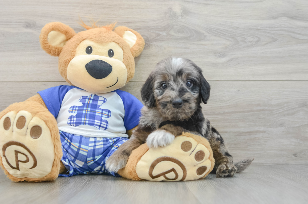 6 week old Mini Goldendoodle Puppy For Sale - Windy City Pups