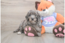 Mini Goldendoodle Puppy for Adoption