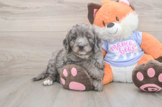 Mini Goldendoodle Puppy for Adoption