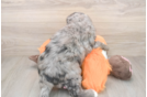 Mini Goldendoodle Pup Being Cute
