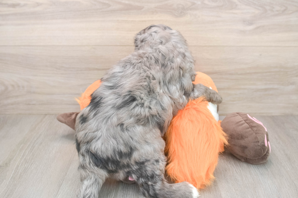 Mini Goldendoodle Pup Being Cute