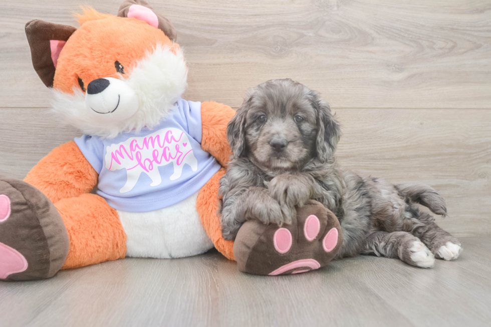 Best Mini Goldendoodle Baby