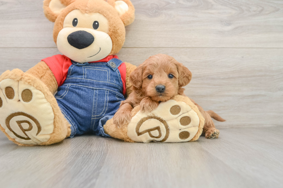 Best Mini Goldendoodle Baby