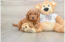 Best Mini Goldendoodle Baby