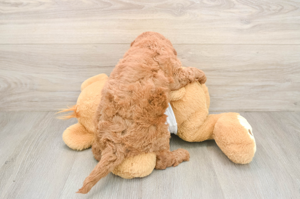 Best Mini Goldendoodle Baby