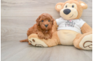 Fluffy Mini Goldendoodle Poodle Mix Pup