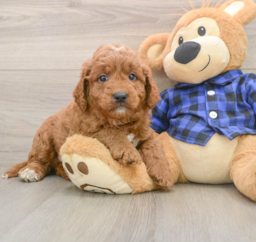 6 week old Mini Goldendoodle Puppy For Sale - Windy City Pups