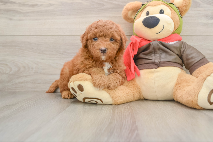 Small Mini Goldendoodle Baby