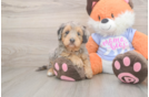 Sweet Mini Goldendoodle Baby