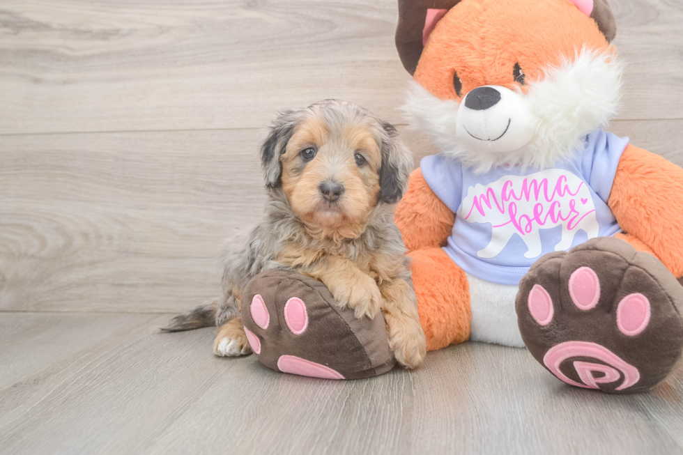 Sweet Mini Goldendoodle Baby