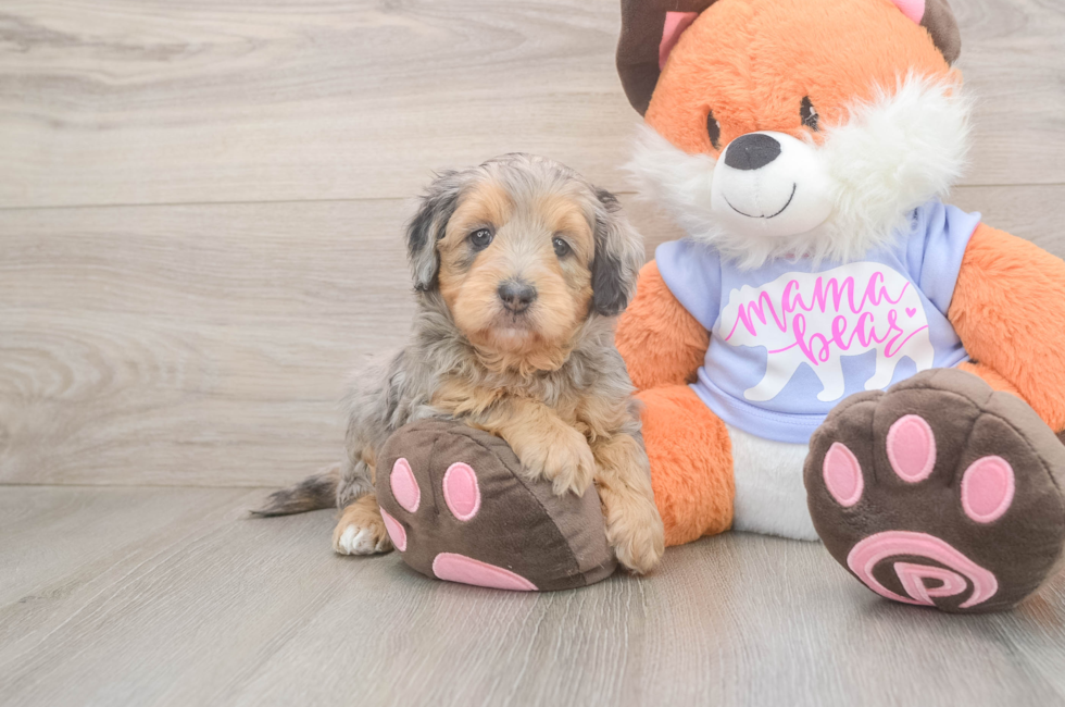5 week old Mini Goldendoodle Puppy For Sale - Windy City Pups