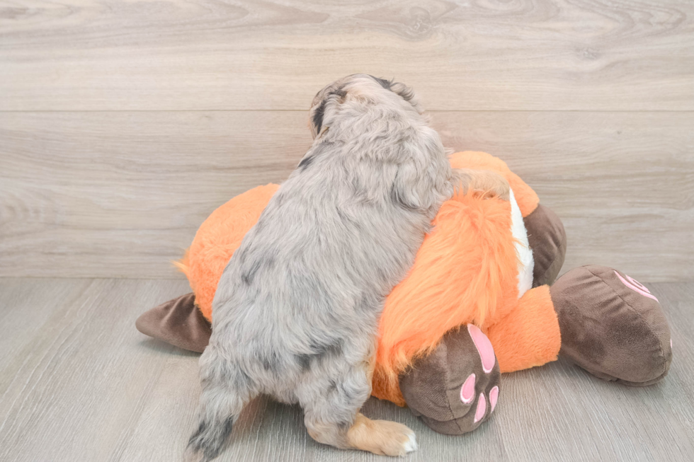 Best Mini Goldendoodle Baby