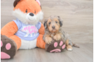 Mini Goldendoodle Puppy for Adoption