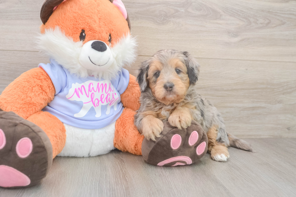 Mini Goldendoodle Puppy for Adoption
