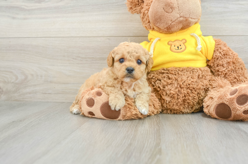 8 week old Mini Goldendoodle Puppy For Sale - Windy City Pups