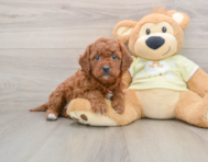 8 week old Mini Goldendoodle Puppy For Sale - Windy City Pups
