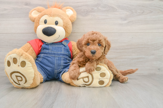 Small Mini Goldendoodle Baby