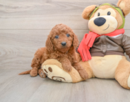 6 week old Mini Goldendoodle Puppy For Sale - Windy City Pups