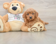 7 week old Mini Goldendoodle Puppy For Sale - Windy City Pups