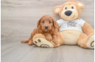 Mini Goldendoodle Pup Being Cute