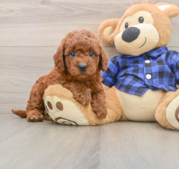 6 week old Mini Goldendoodle Puppy For Sale - Windy City Pups