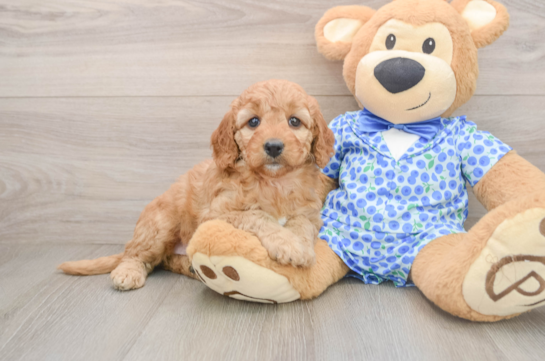 Mini Goldendoodle Pup Being Cute