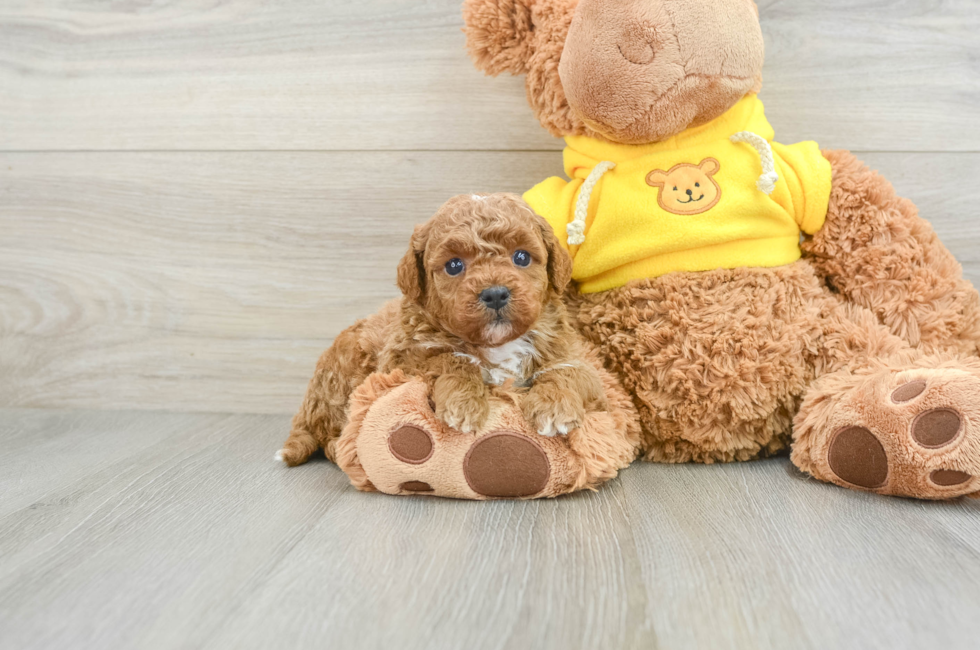 8 week old Mini Goldendoodle Puppy For Sale - Windy City Pups