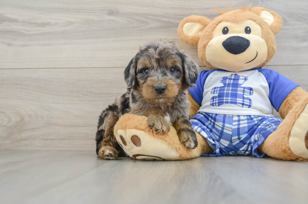 6 week old Mini Goldendoodle Puppy For Sale - Windy City Pups