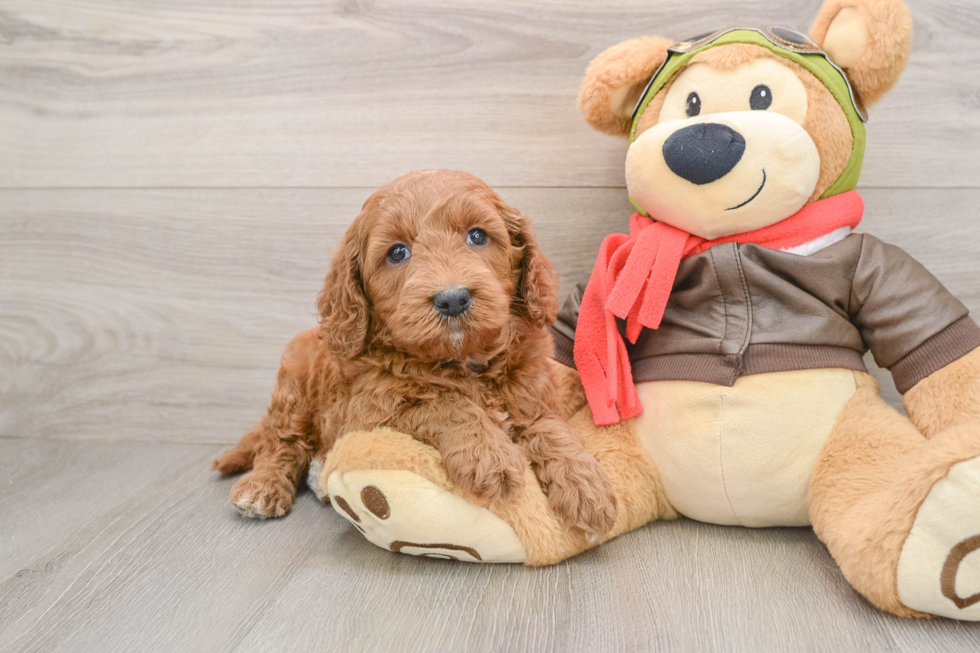 Petite Mini Goldendoodle Poodle Mix Pup