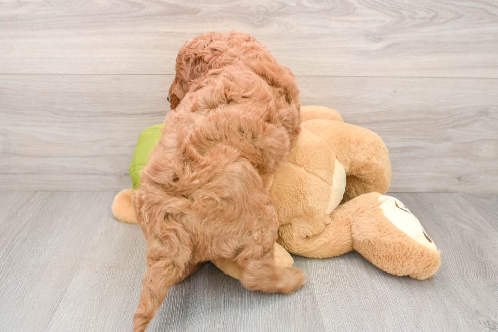 Mini Goldendoodle Pup Being Cute