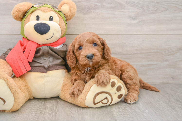 Popular Mini Goldendoodle Poodle Mix Pup