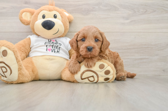 Energetic Golden Doodle Poodle Mix Puppy